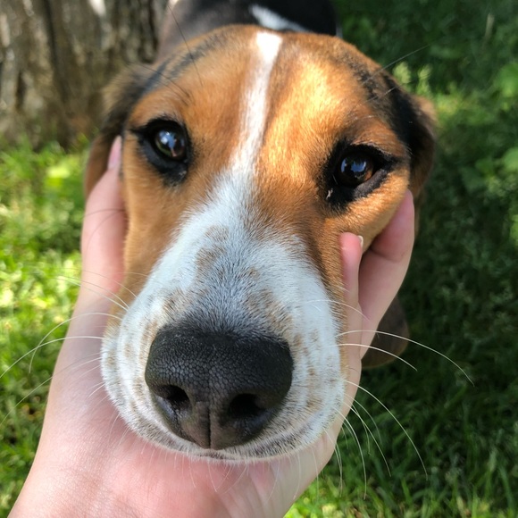 Meet your Posher, Rhiannon - Picture 1 of 1